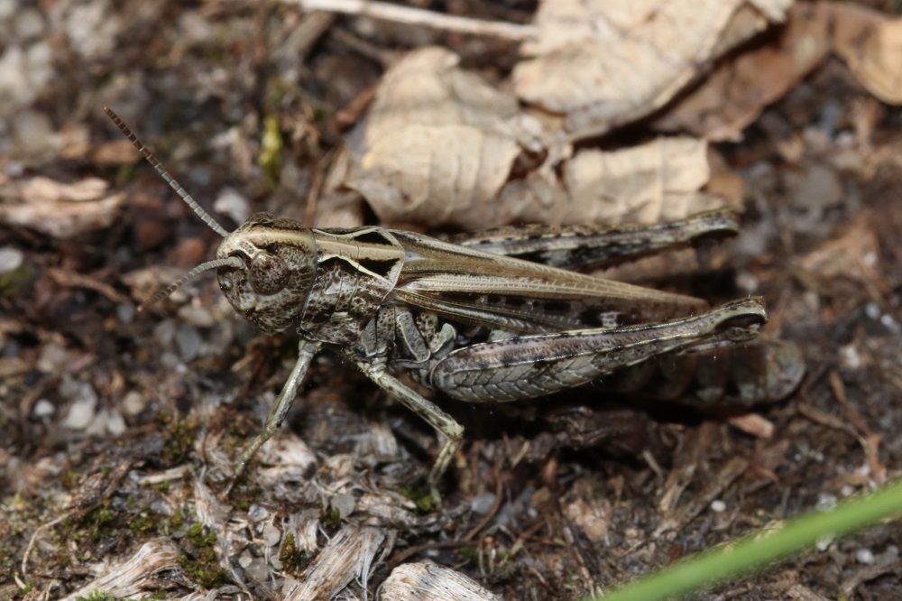 Omocestus haemorrhoidalis - Rotleibiger Grashüpfer (Weibchen)/Kornburg, BN-Biotop 2 Omocestus haemorrhoidalis