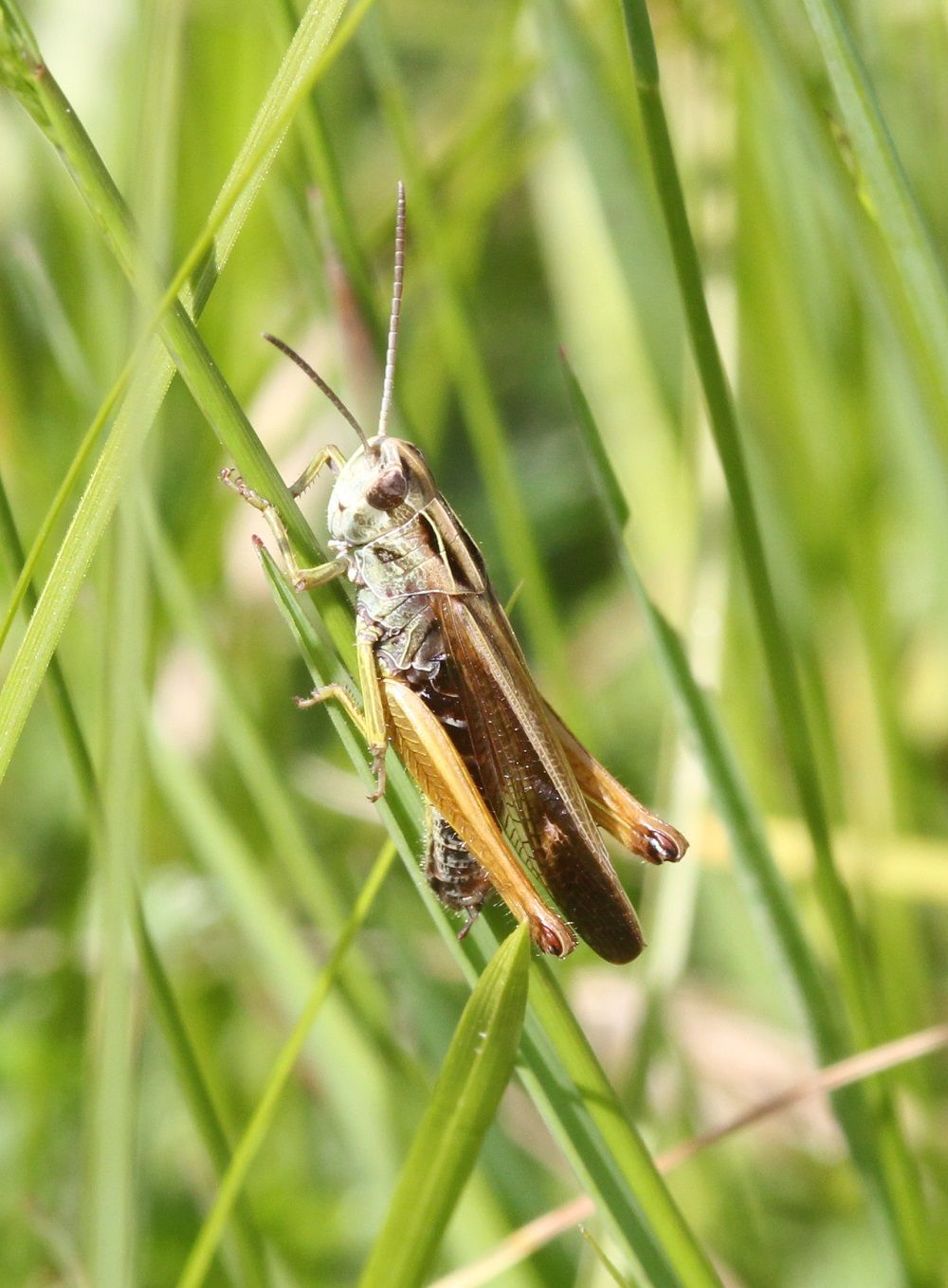 Omocestus viridulus - Bunter Grashüpfer (Männchen)/Finsterbach Omocestus viridulus