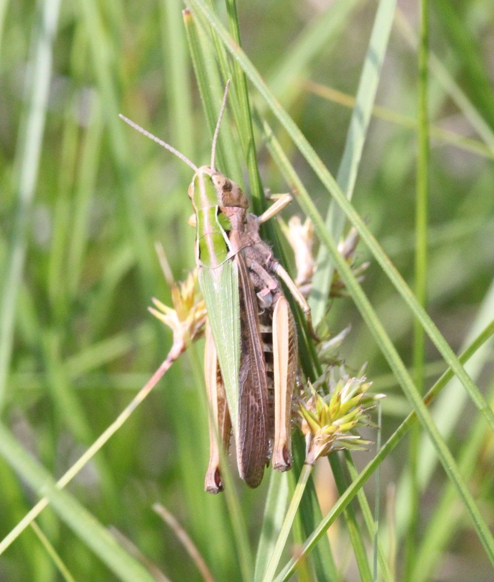 Omocestus viridulus - Bunter Grashüpfer (Weibchen)/Finsterbach Omocestus viridulus