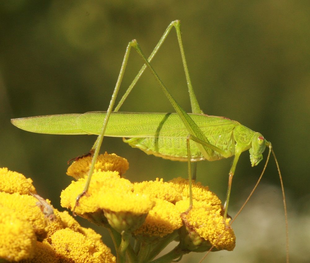 Phaneroptera falcata - Gemeine Sichelschrecke (Männchen)/BN-Biotop Schweinauer Buck Phaneroptera falcata