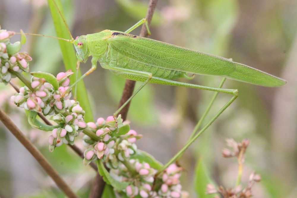 Phaneroptera falcata - Gemeine Sichelschrecke (Männchen)/Hafen