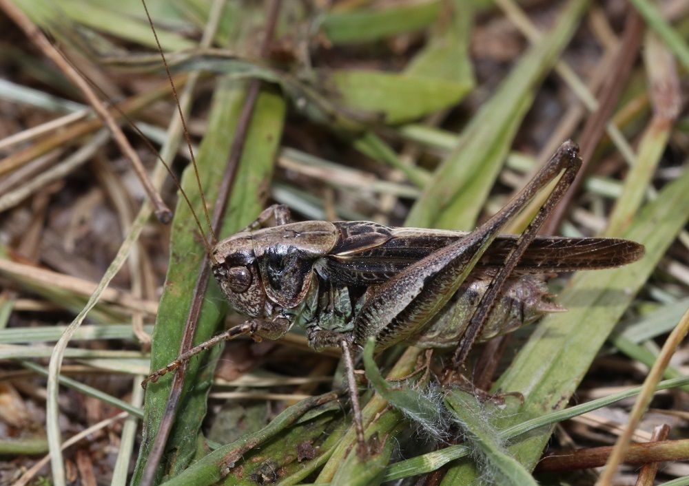Platycleis albopunctata Westliche - Beißschrecke (Männchen)/Schweinauer Buck Platycleis albopunctata
