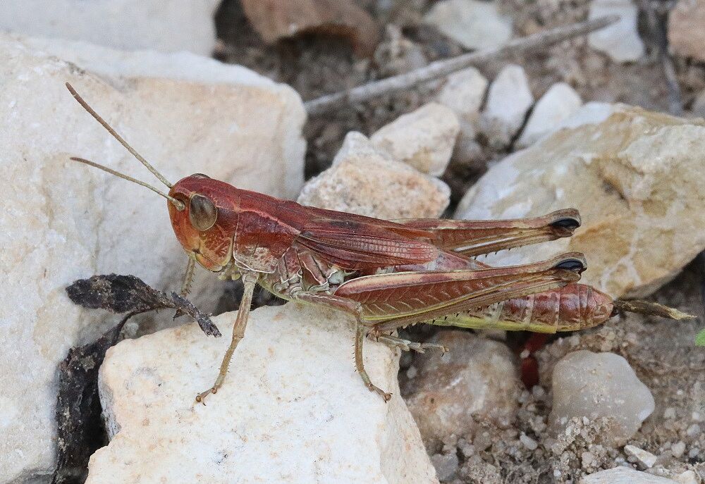 Pseudochorthippus parallelus - Gemeiner Grashüpfer Pseudochorthippus parallelus
