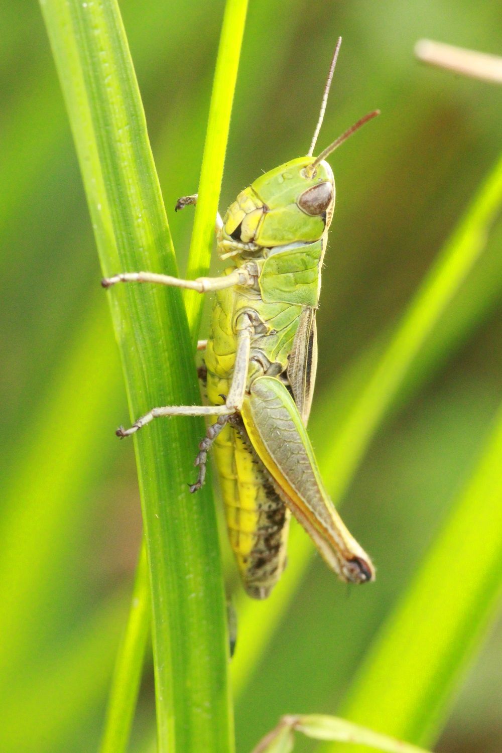 Pseudochorthippus parallelus - Gemeiner Grashüpfer (Weibchen)/Edelsweiher, Herpersdorf Pseudochorthippus parallelus