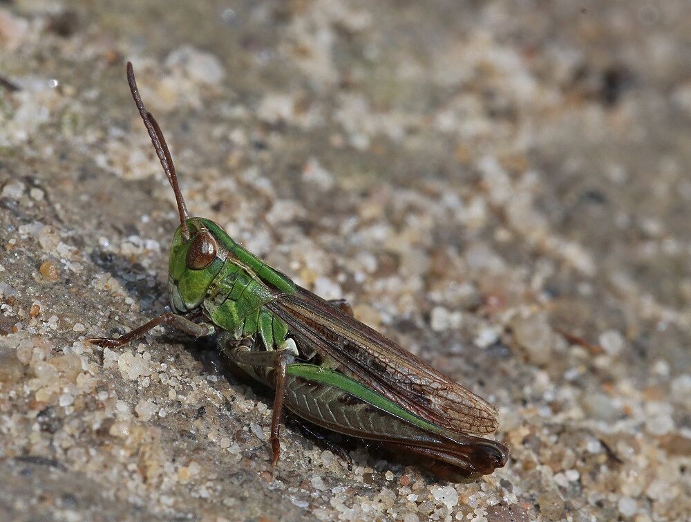 Stenobothrus stigmaticus - Kleiner Heidegrashüpfer (Männchen)/Moorenbrunnfeld Stenobothrus stigmaticus