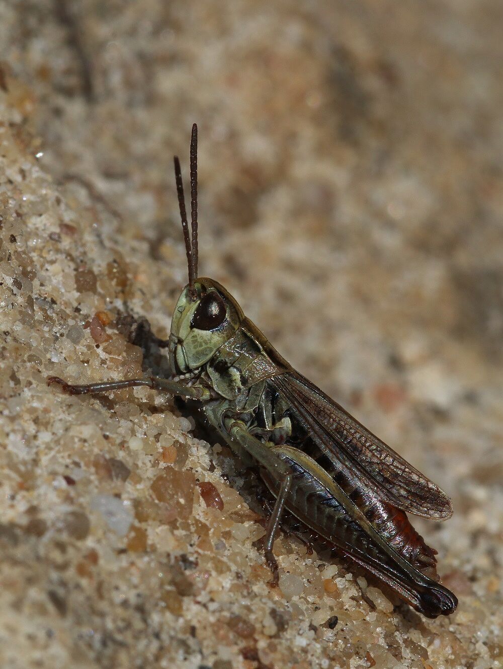 Stenobothrus stigmaticus - Kleiner Heidegrashüpfer (Männchen)/Moorenbrunnfeld Stenobothrus stigmaticus