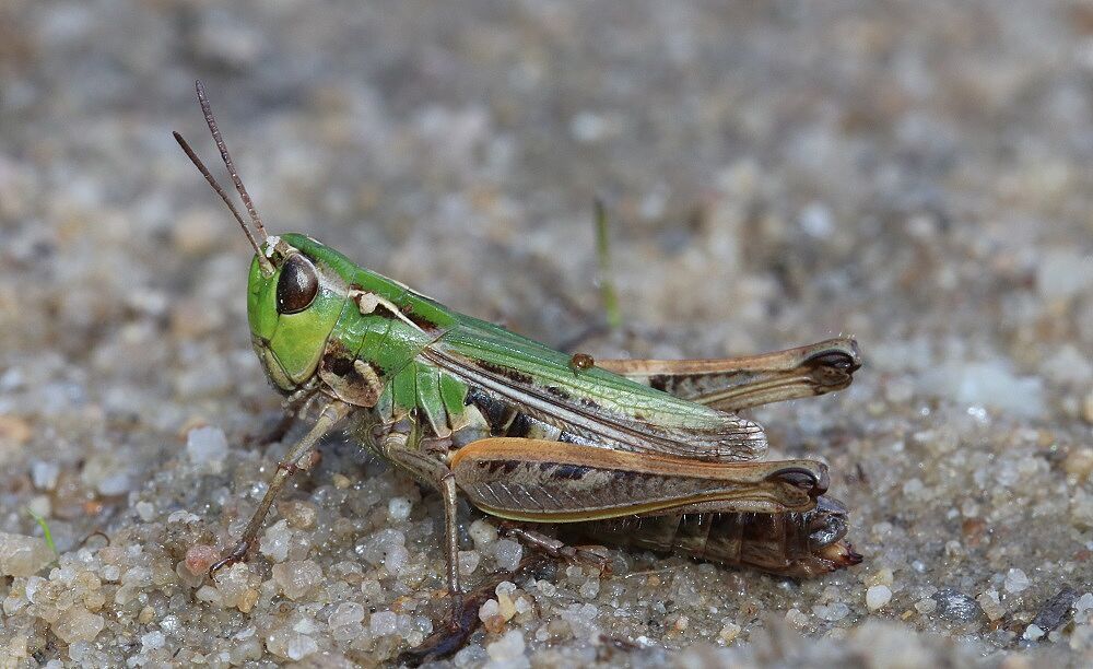 Stenobothrus stigmaticus - Kleiner Heidegrashüpfer (Weibchen)/Moorenbrunnfeld Stenobothrus stigmaticus