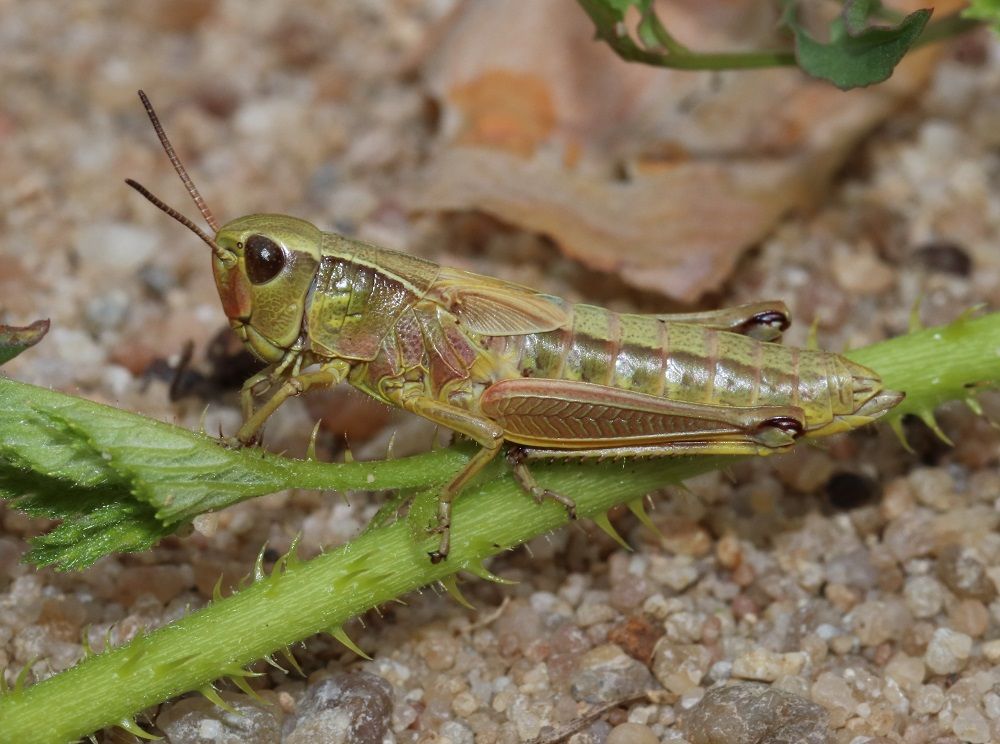 Stethophyma grossum - Sumpfschrecke (junges Weibchen)/Edelsweiher Herpersdorf Stethophyma grossum
