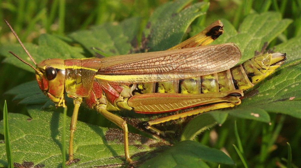 Stethophyma grossum - Sumpfschrecke (Weibchen)/Gaulnhofener Graben bei Kornburg Stethophyma grossum