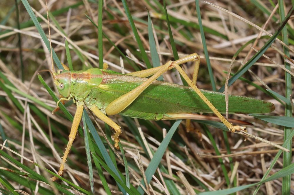 Tettigonia viridissima - Grünes Heupferd (Weibchen)/Gaulnhofener Graben Tettigonia viridissima