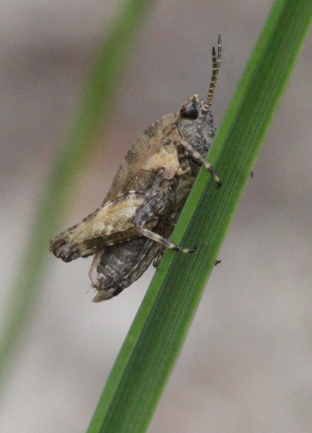 Tetrix bipunctata - Zweipunkt-Dornschrecke (Jungtier)/Entengraben (Eibacher Forst) Tetrix bipunctata