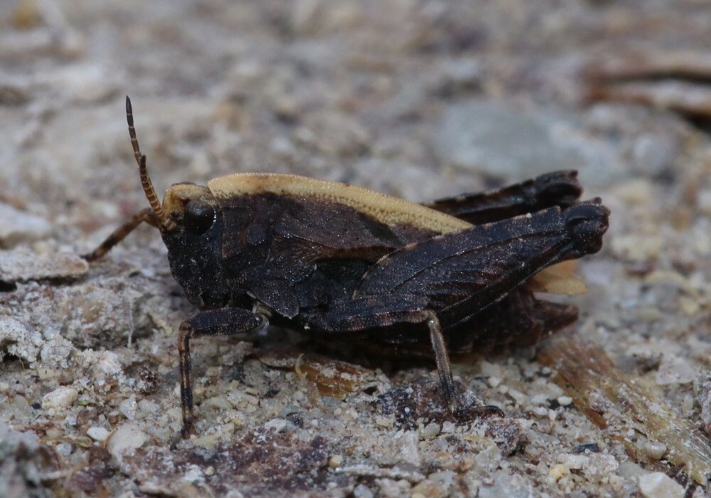 Tetrix bipunctata - Zweipunkt-Dornschrecke/Fischbach Zweipunkt-Dornschrecke