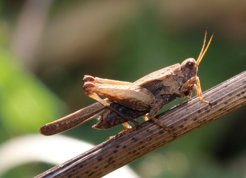 Tetrix subulata - Säbeldornschrecke (langdornige Form)/Edelsweiher Herpersdorf Tetrix subulata