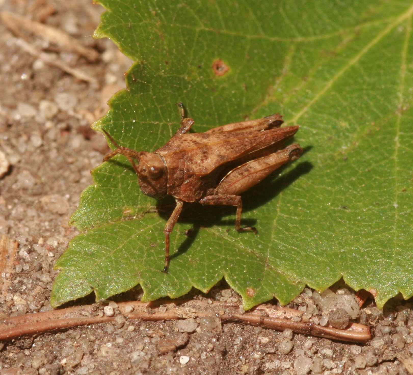 Tetrix subulata - Säbeldornschrecke (kurzdornige Form)/BN-Biotop Kornburg, Schenkung Susanna Popp Tetrix subulata