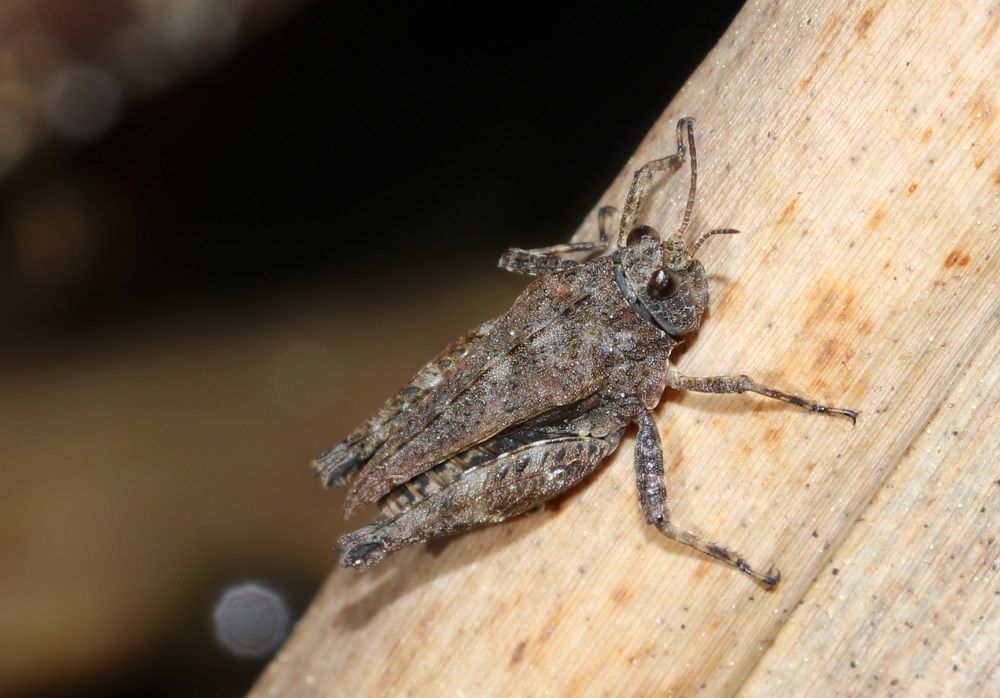 Tetrix subulata - Säbeldornschrecke (kurzdornige Form)/Ottergrabenquelle Tetrix subulata