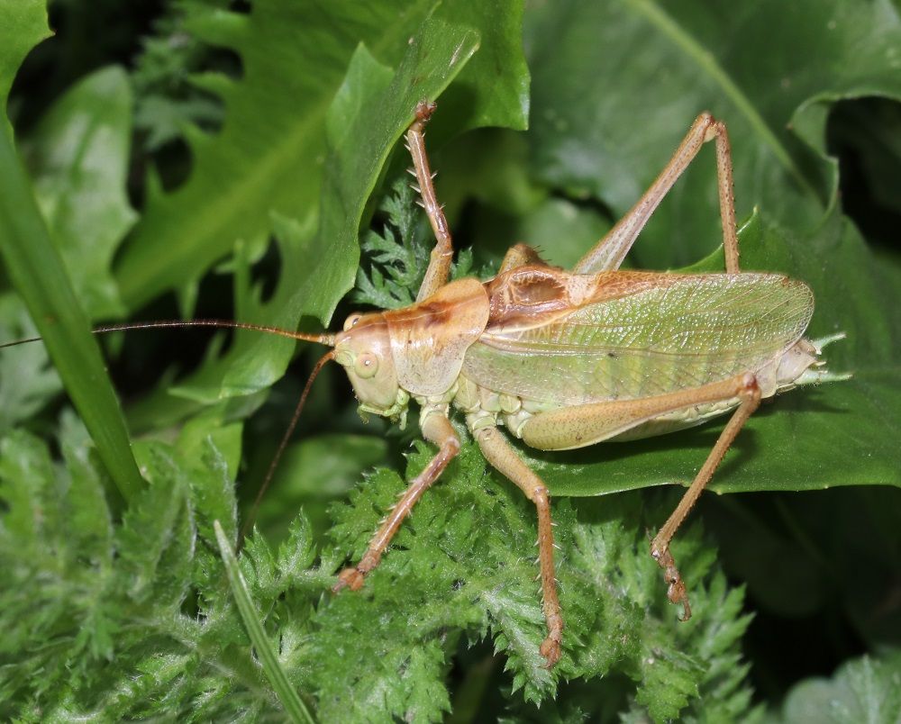 Tettigonia cantans - Zwitscherschrecke (Männchen) Tettigonia cantans