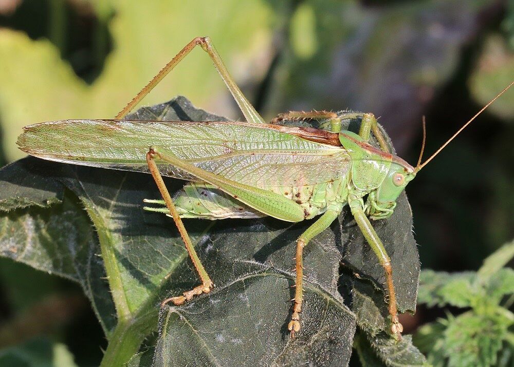Tettigonia viridissima - Grünes Heupferd (Männchen) Tettigonia viridissima