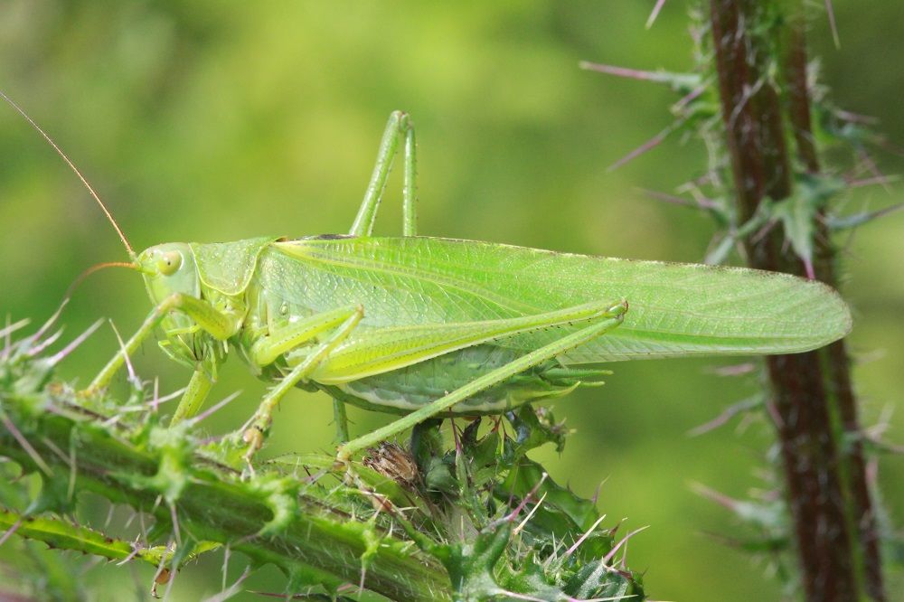 Tettigonia viridissima - Grünes Heupferd (Männchen)/Finsterbach Tettigonia viridissima Grünes Heupferd