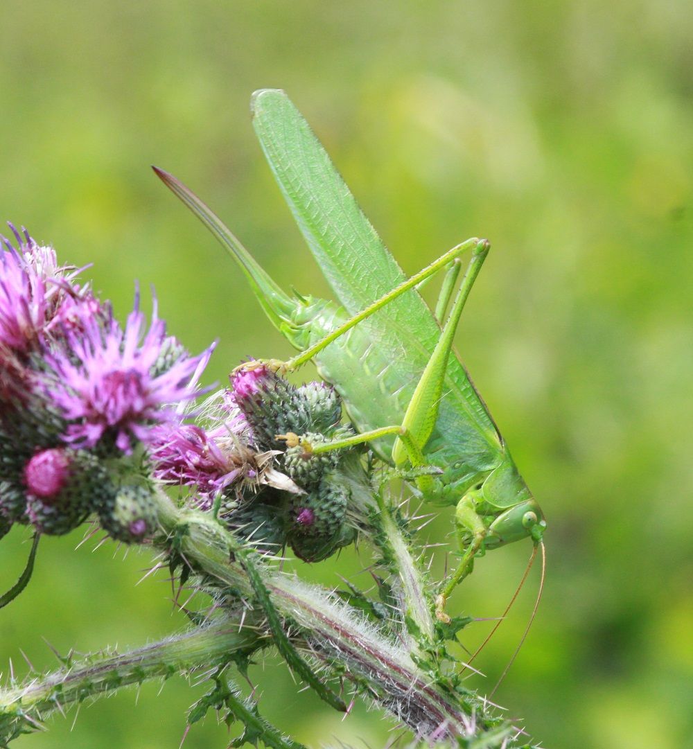Tettigonia viridissima - Grünes Heupferd (Weibchen)/Finsterbach Tettigonia viridissima
