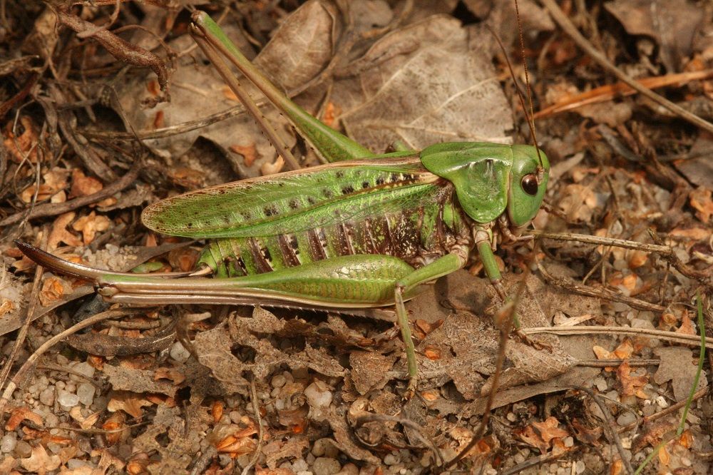 Decticus verrucivorus - Warzenbeißer (Weibchen, grüne Variante)/Kornburg BN-Biotop Decticus verrucivorus