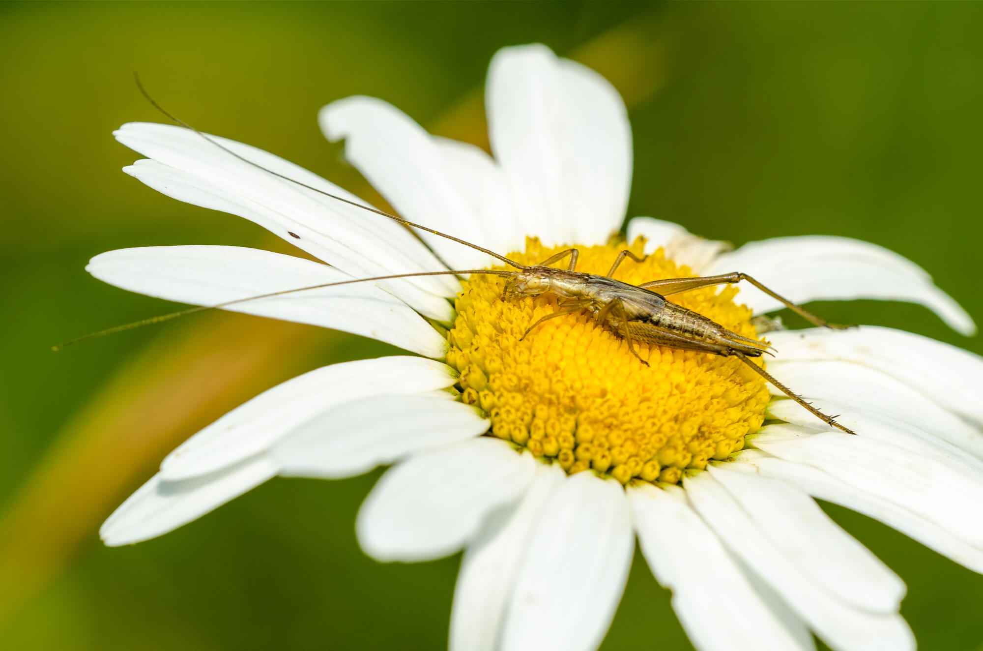 Oecanthus pellucens - Weinhähnchen (Männchen)/Foto: Wolfgang Piepers Oecanthus pellucens