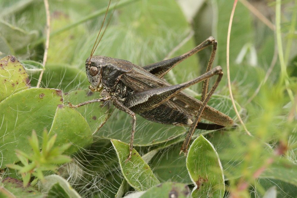 Platycleis albopunctata - Westliche Beißschrecke (Weibchen)/Kornburg, BN-Biotop 2 Platycleis albopunctata