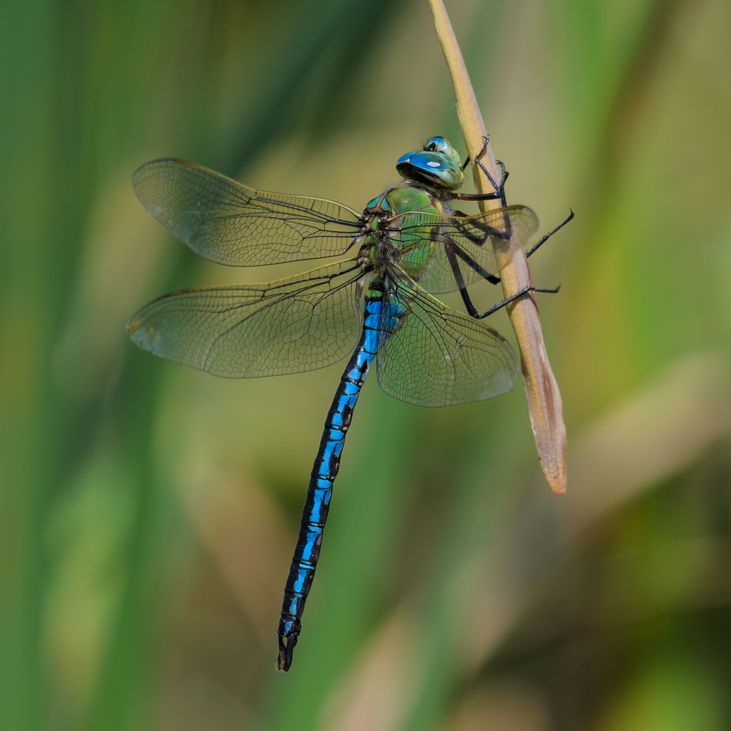 Anax imperator 