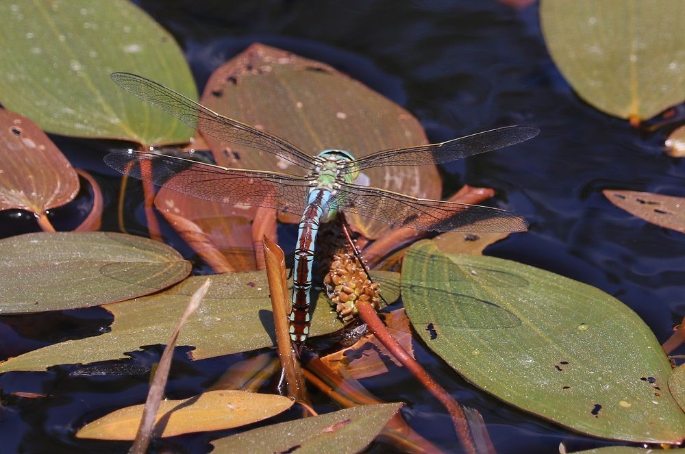 Anax imperator 