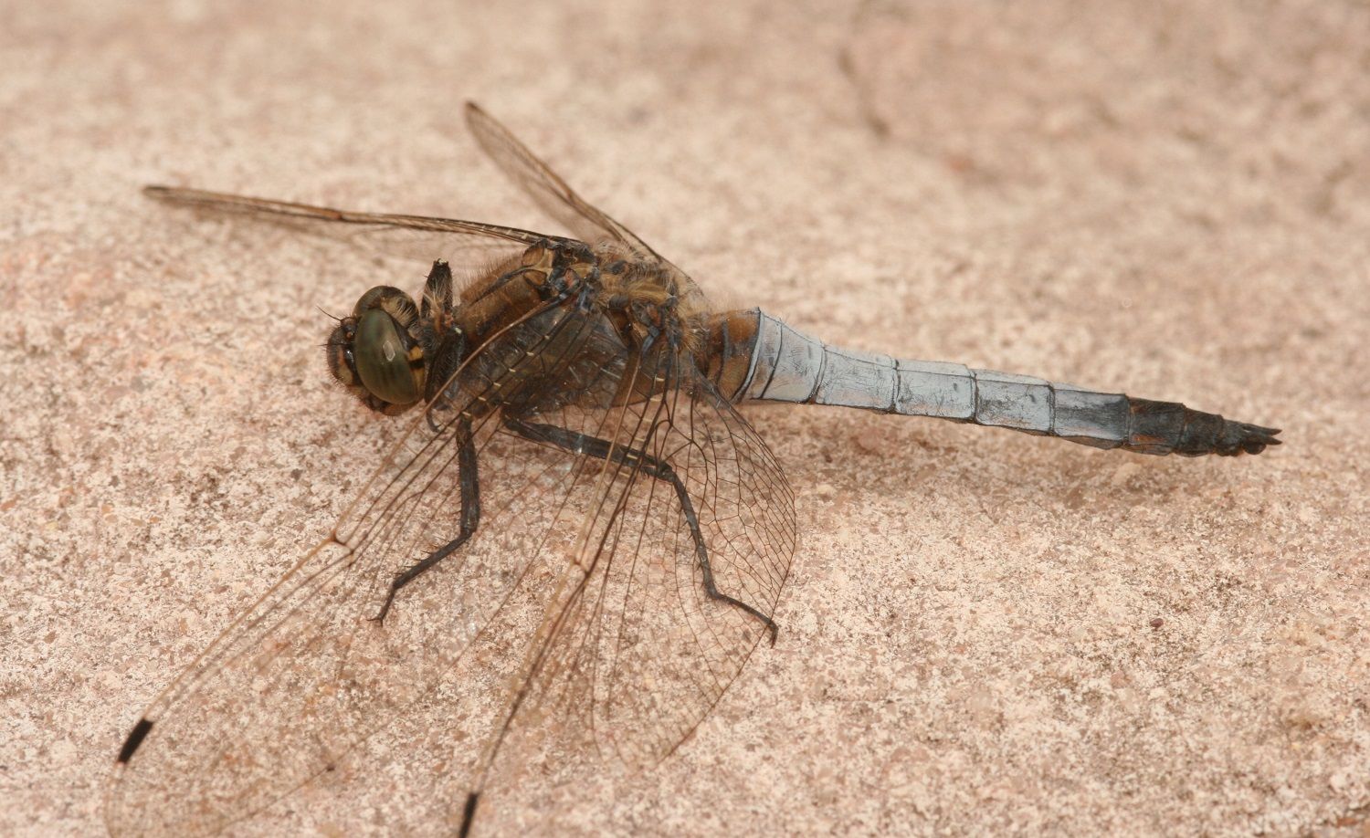 Orthetrum spec.