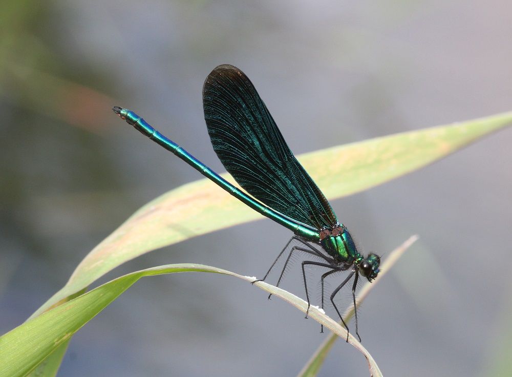 Calopteryx virgo