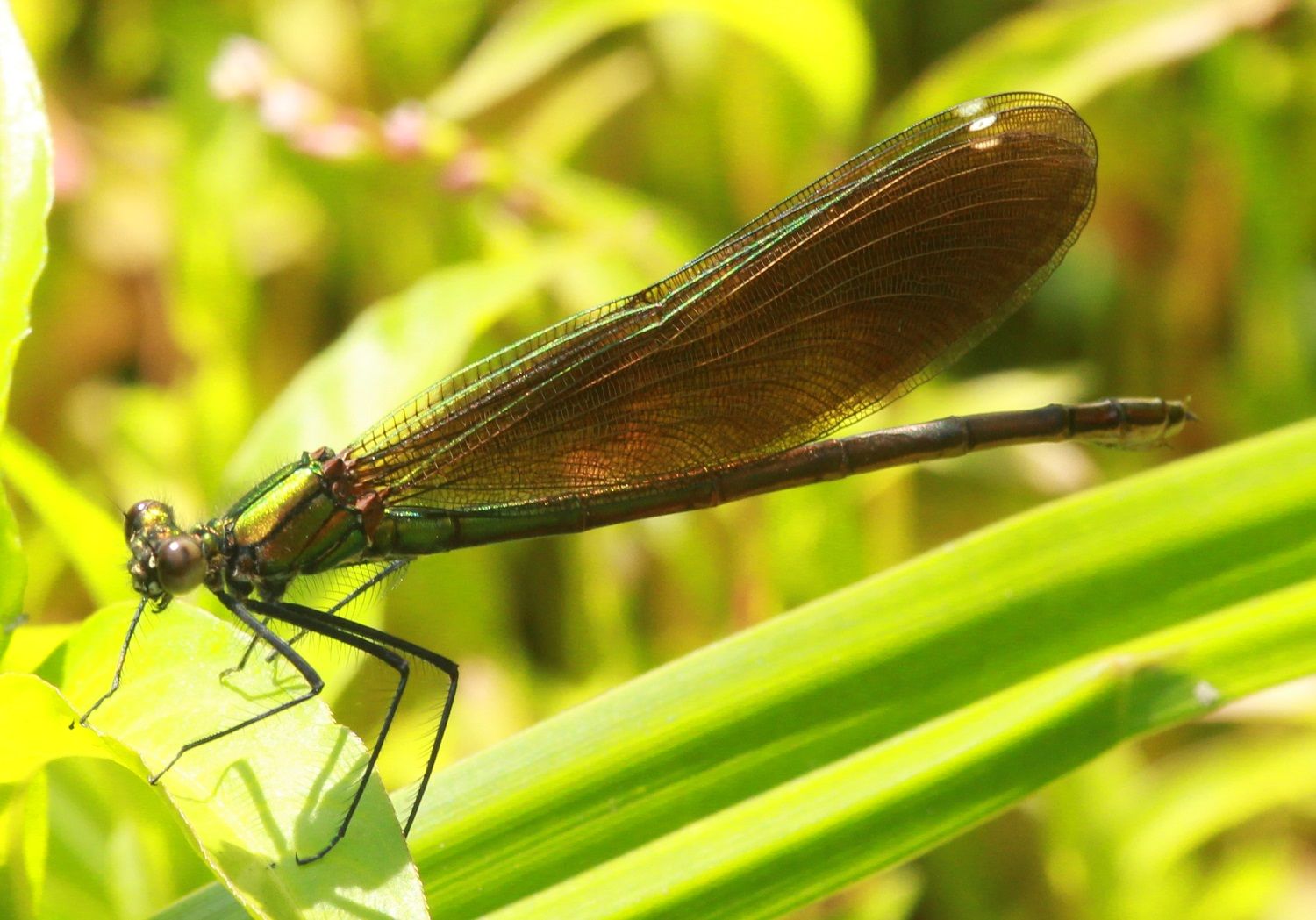 Calopteryx virgo