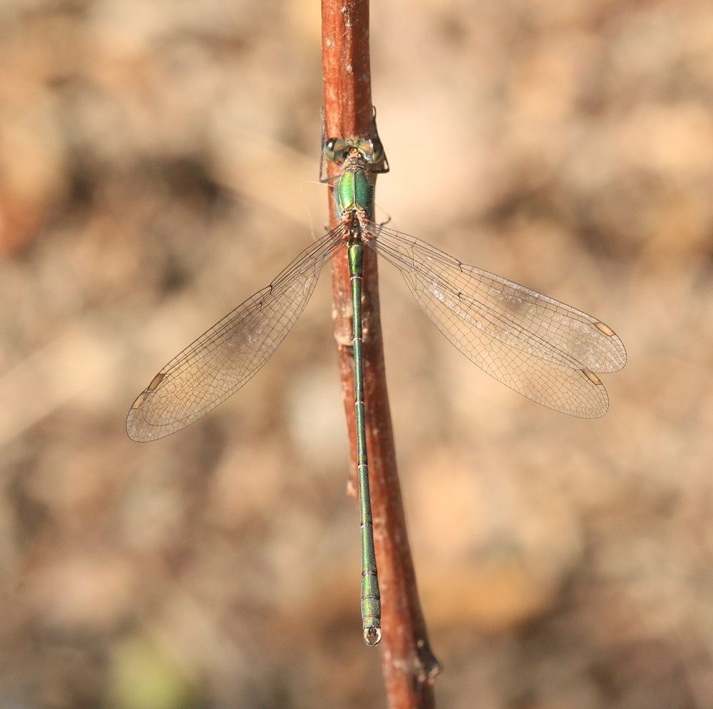 Chalcolestes viridis