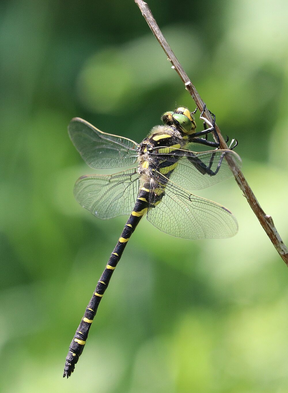Cordulegaster boltonii
