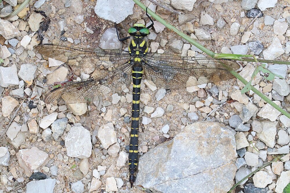 Cordulegaster boltonii