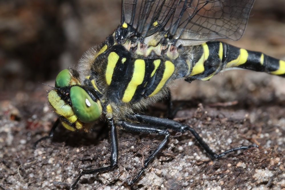 Cordulegaster boltonii 