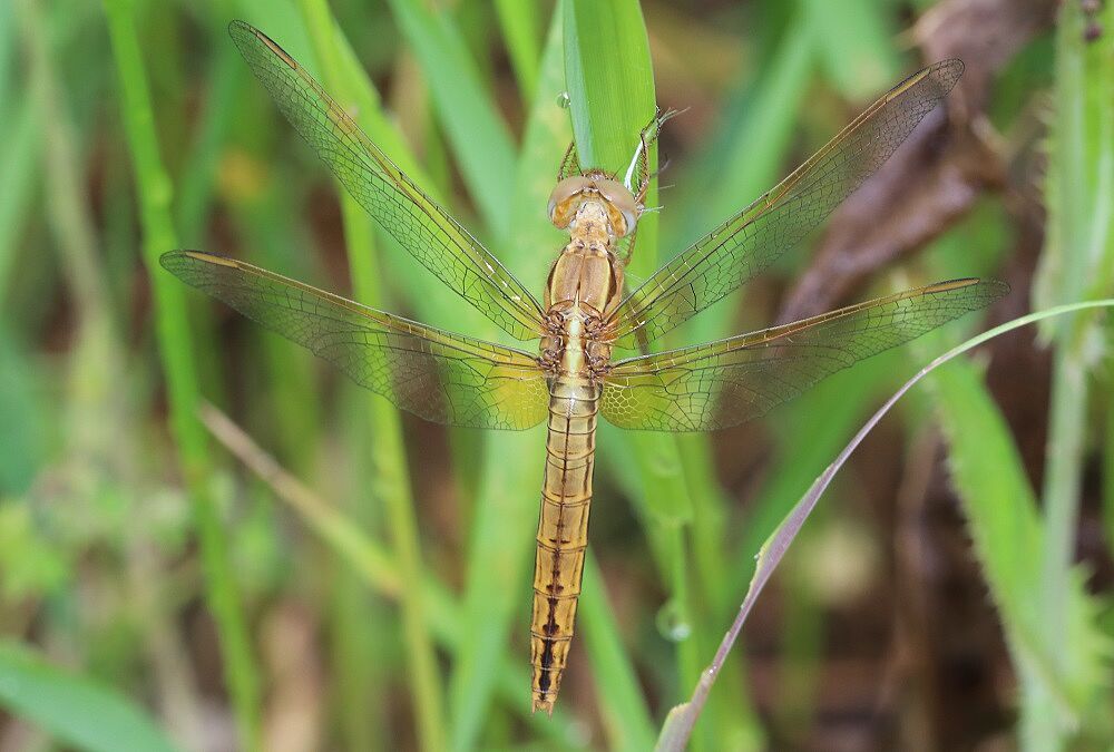 Crocothemis erythraea 