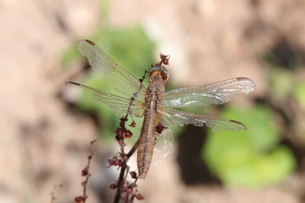 Crocothemis erythraea