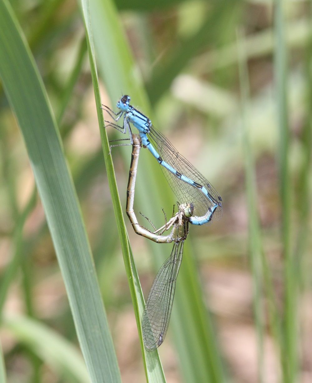 Enallagma cyathigerum