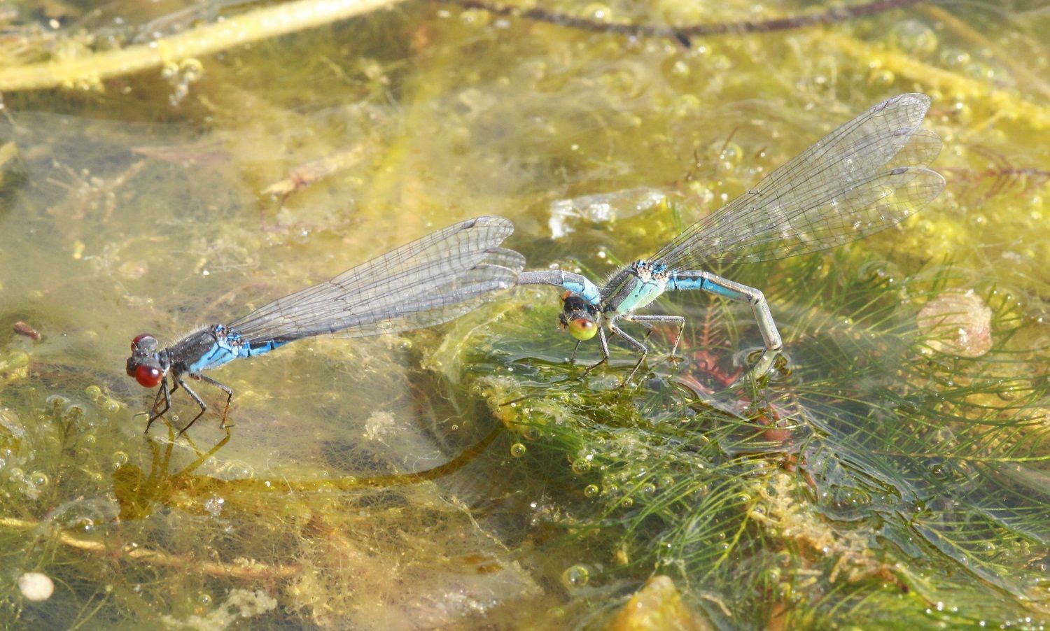 Erythromma viridulum