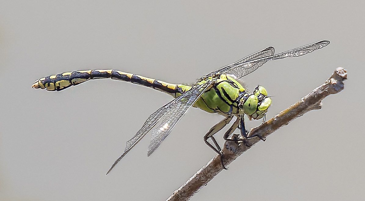 Ophiogomphus cecilia