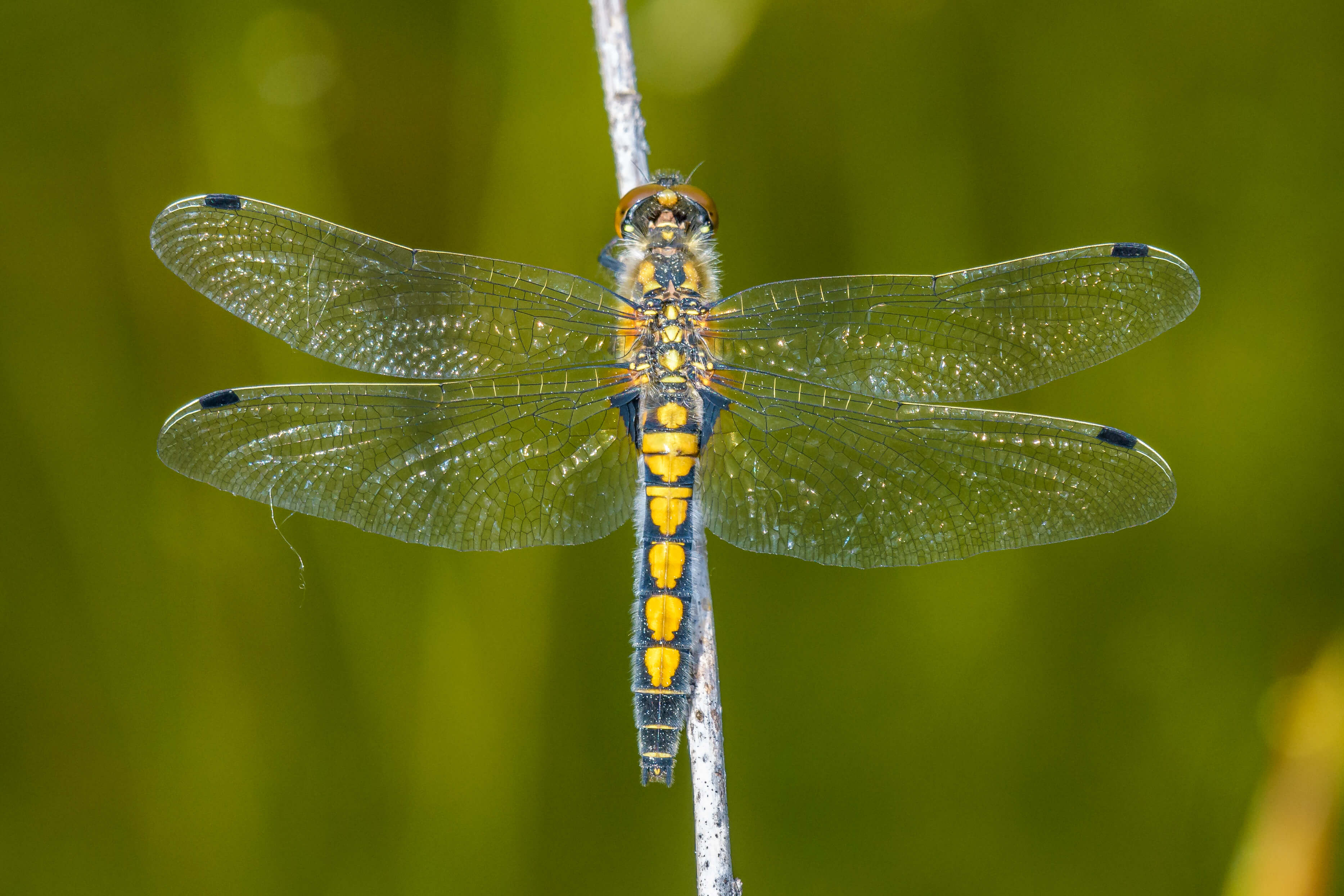 Leucorrhinia pectoralis