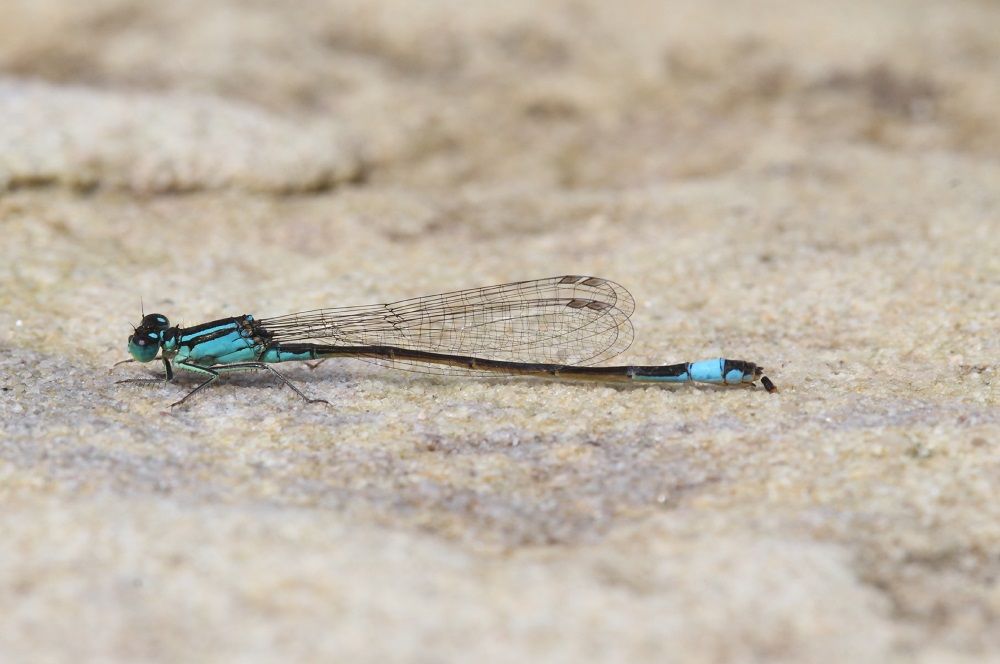 Ischnura elegans