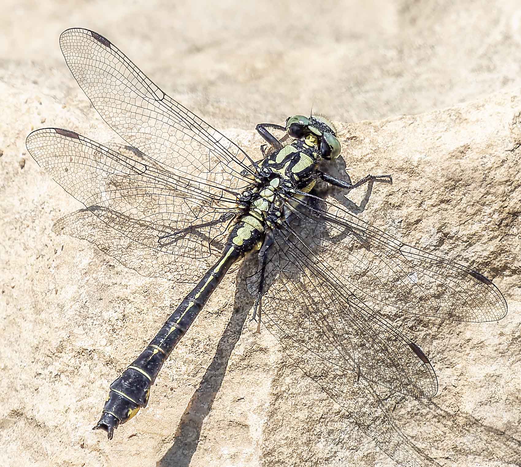 Gomphus vulgatissimus