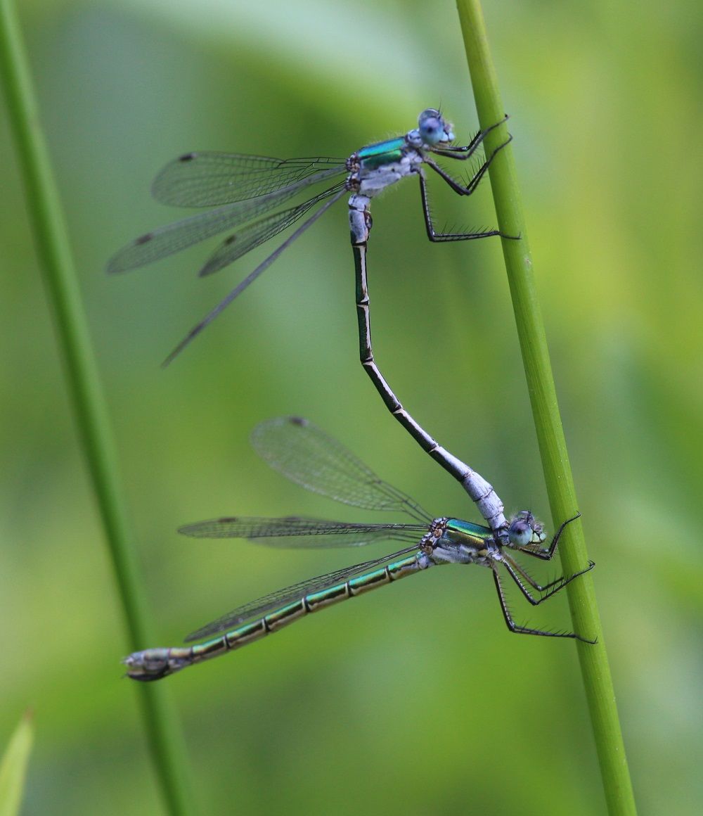 Lestes dryas