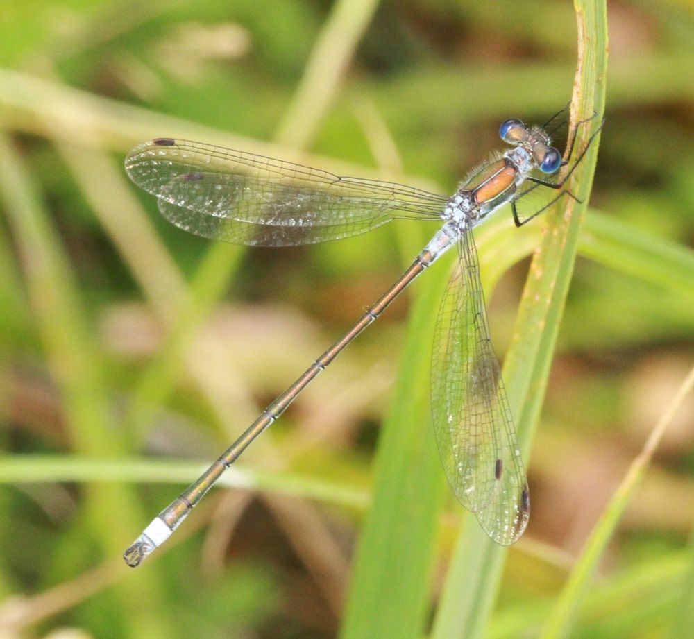 Lestes dryas