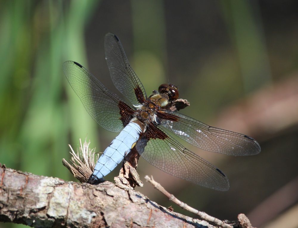 Libellula depressa