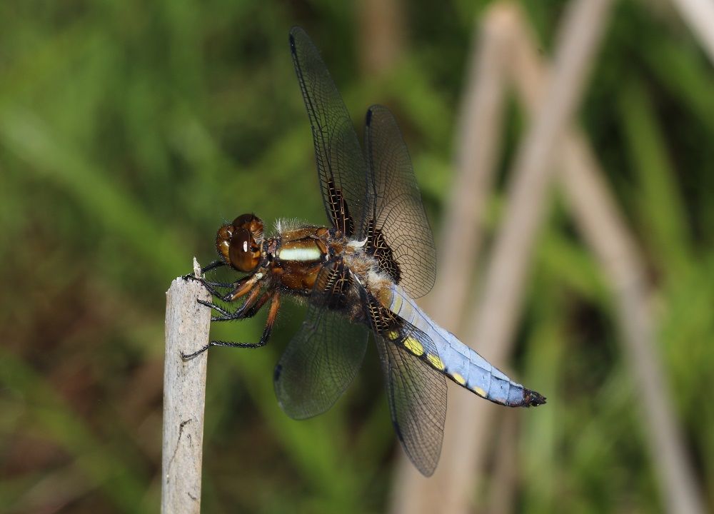 Libellula depressa