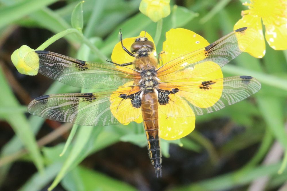 Libellula quadrimaculata
