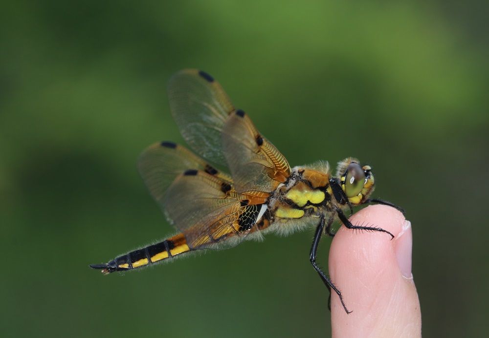Libellula quadrimaculata 
