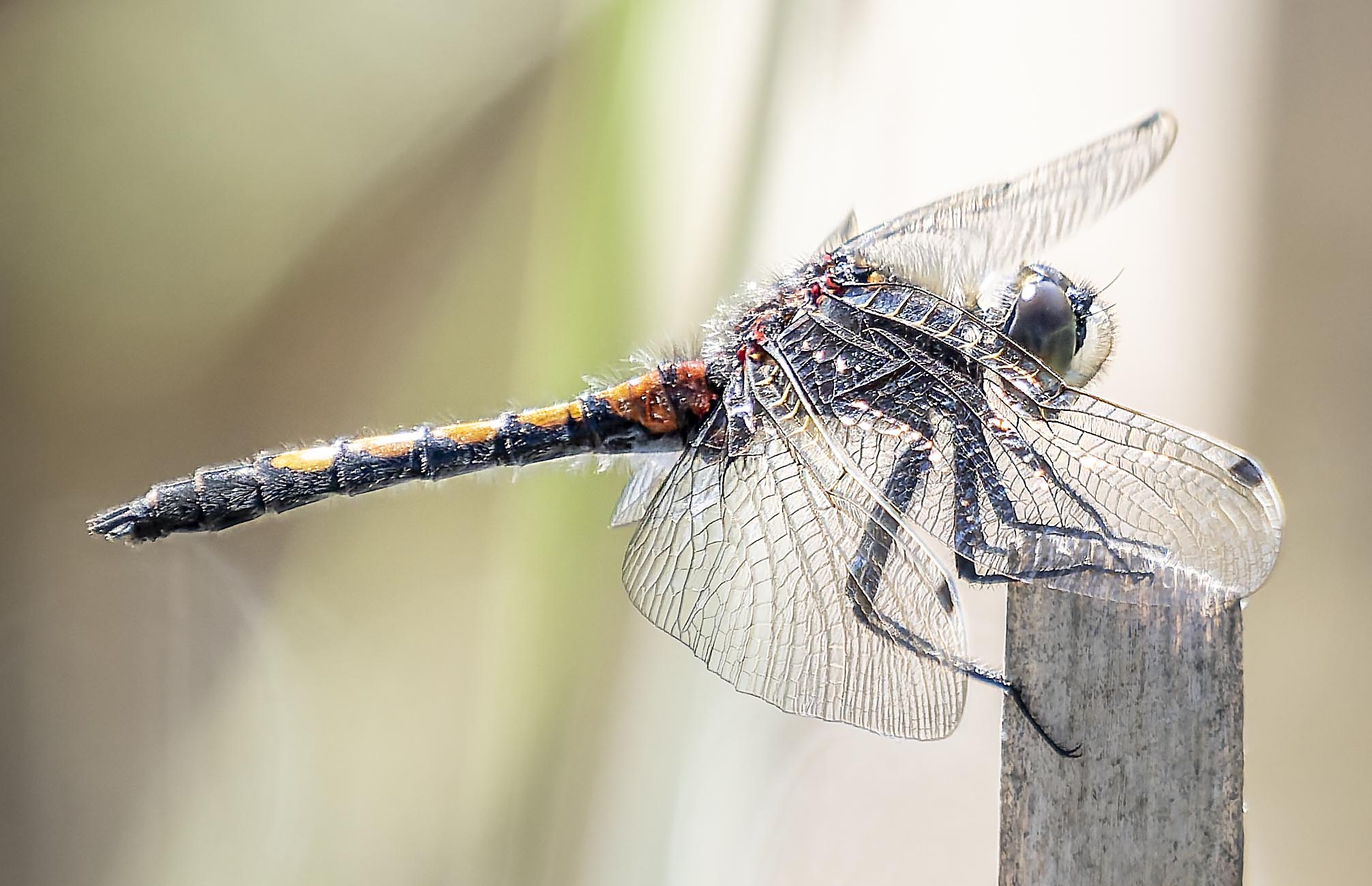 Leucorrhinia pectoralis